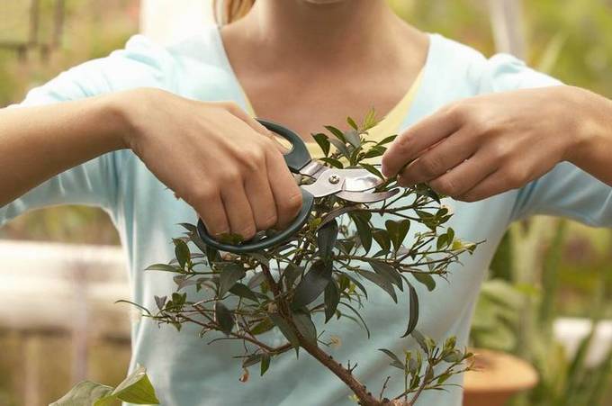 Azalea pruning