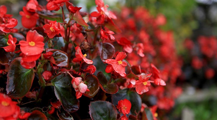 Begonia ever flowering