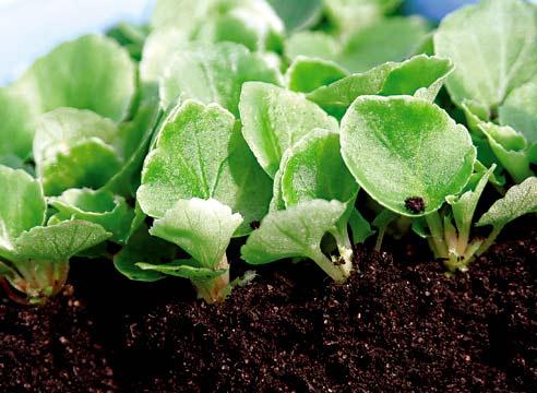 Seed germination