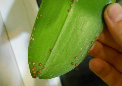 Leaf damage