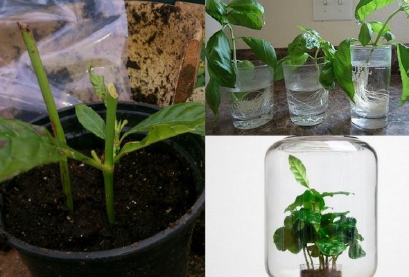 Propagation by cuttings
