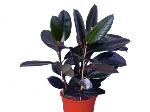 Black Prince