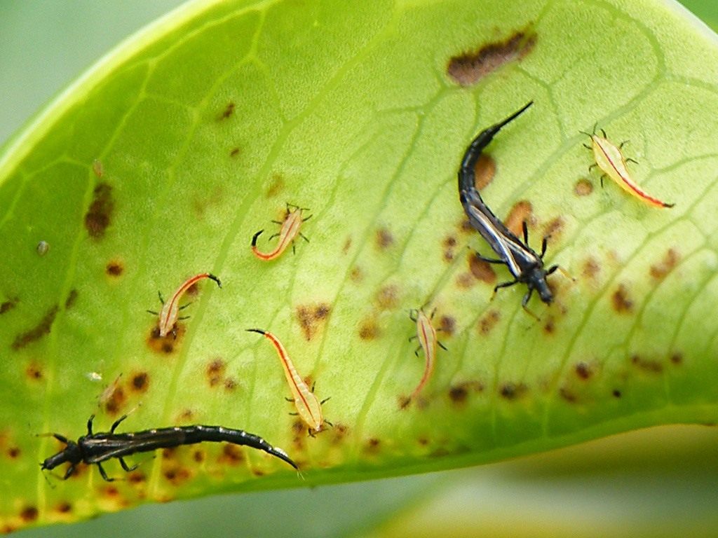 Thrips