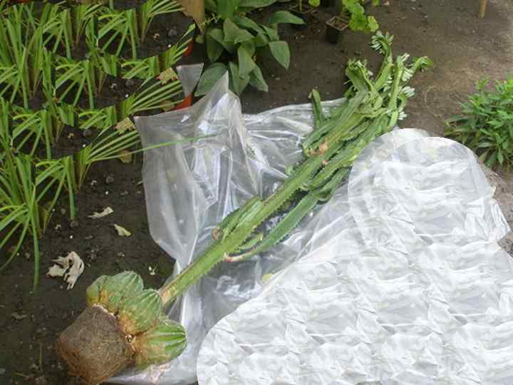Transplant process