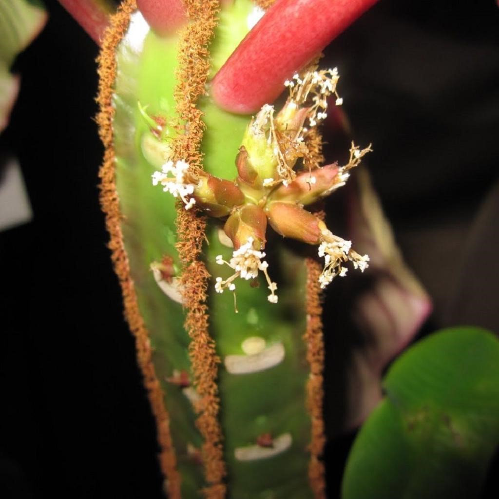 Inflorescence