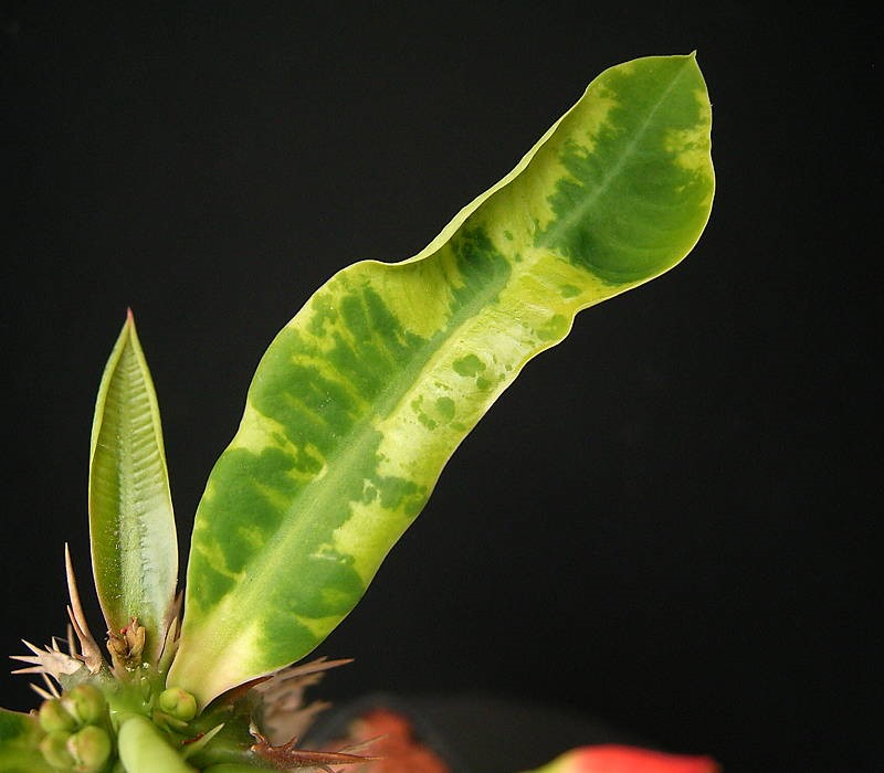 Tobacco mosaic