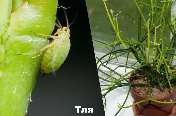 Aphid