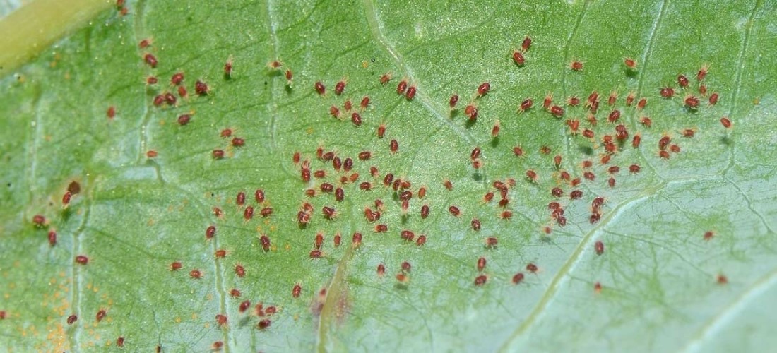 Red spider mite