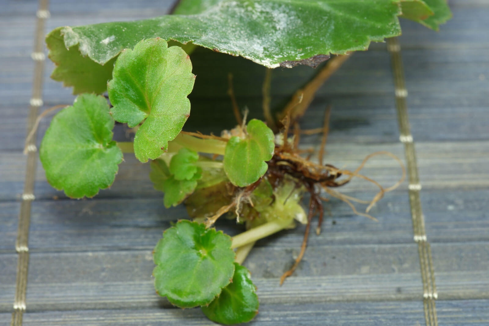 Root sprouting