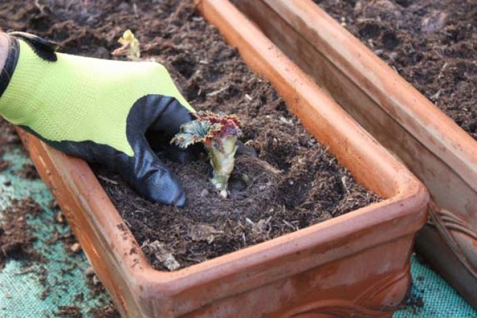 Planting cuttings
