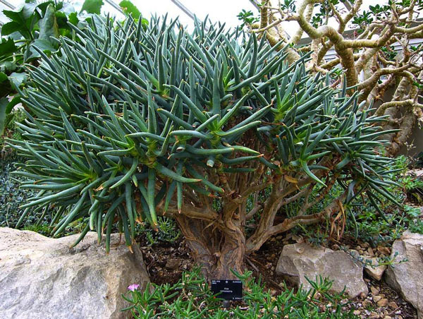 Aloe is highly branched