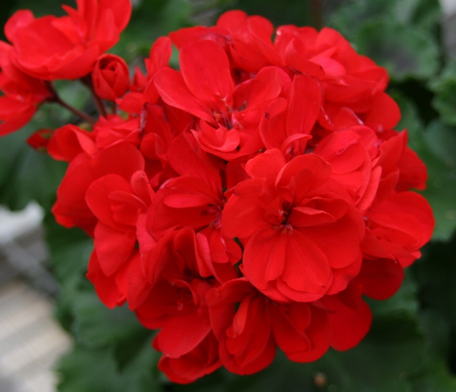 Blood red
