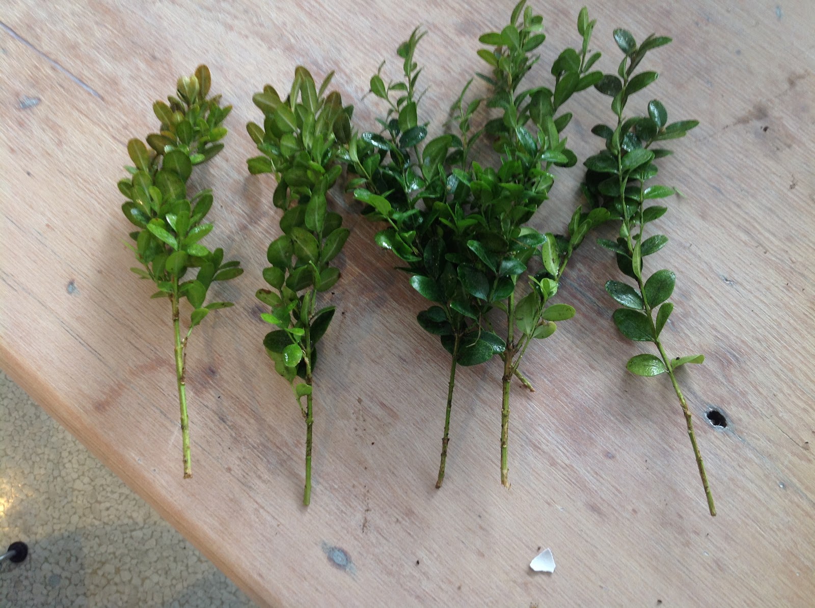 Cuttings