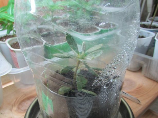 Greenhouse for cuttings