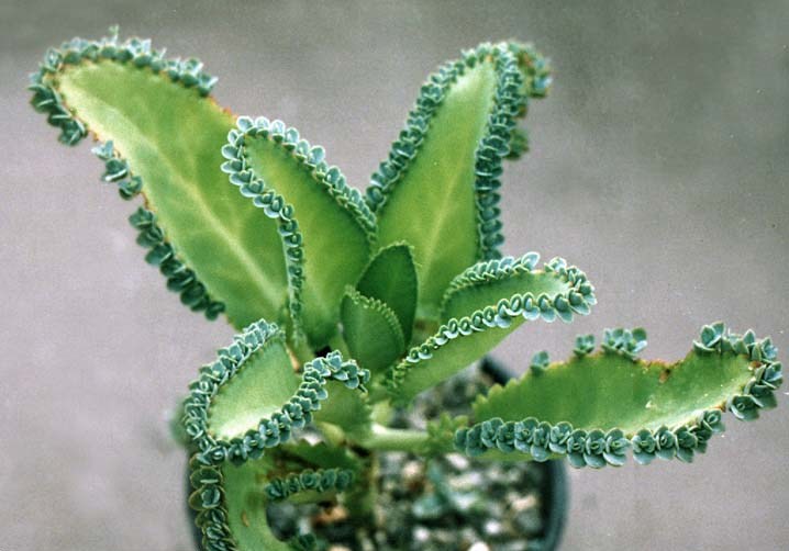 Pinnate