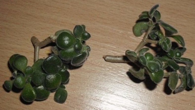 Cuttings