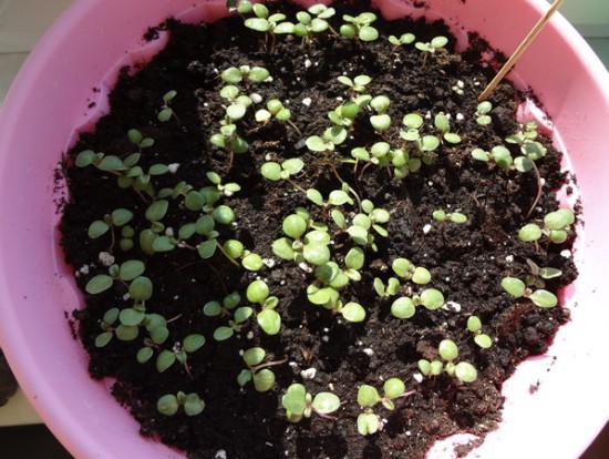 Seed propagation