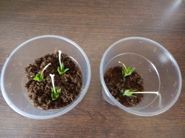 Peduncle propagation