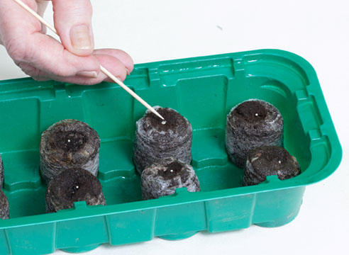 Sowing seeds