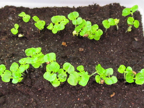 Pomegranate sprouts