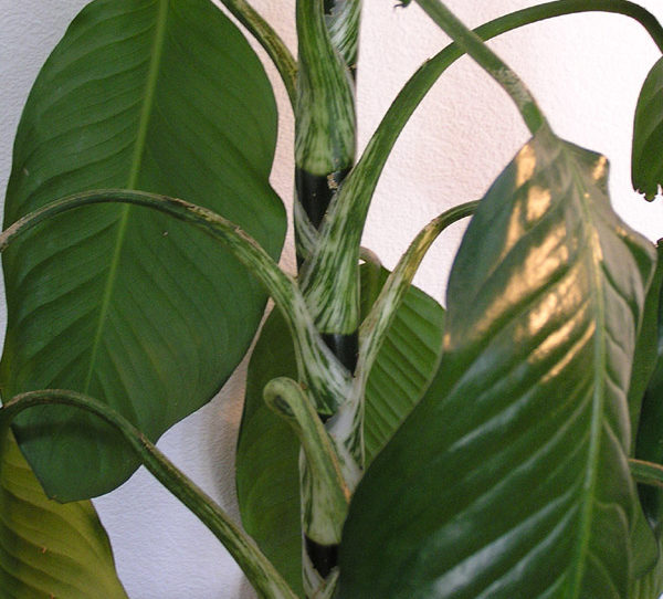 Large leaf