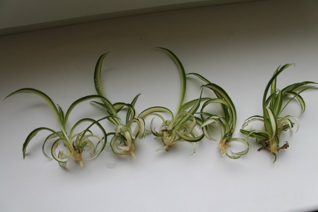 Reproduction by rosettes
