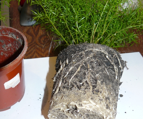 Extract a flower from a pot