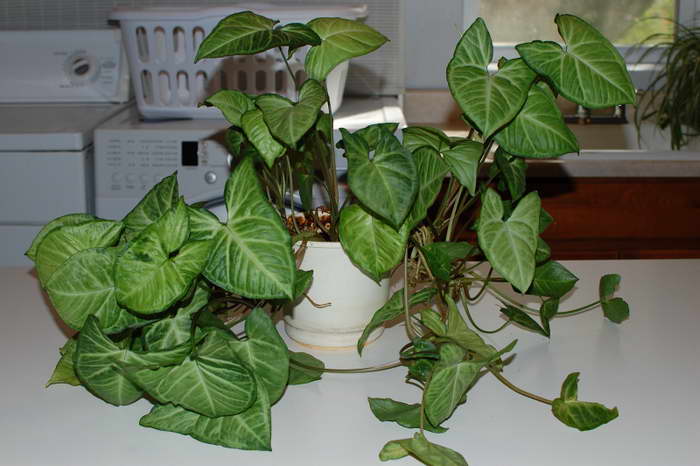 Winding syngonium