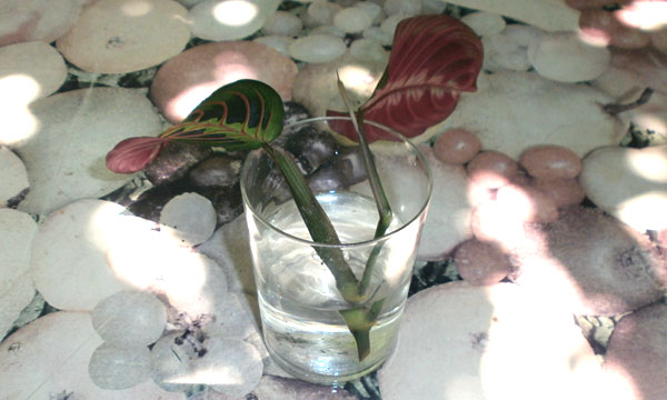 Cuttings