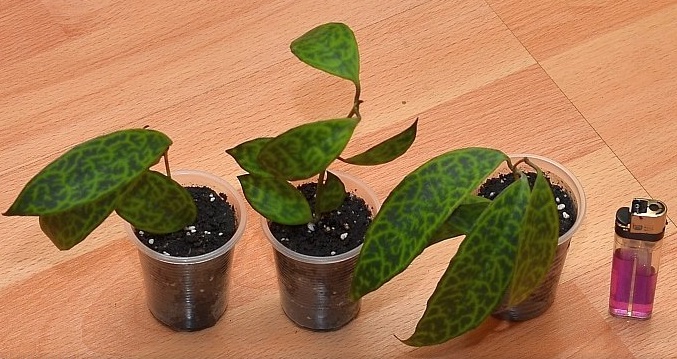 Cuttings