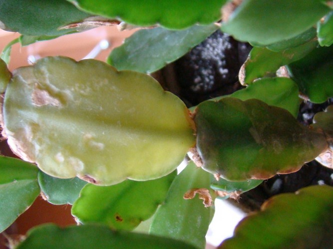 Flower disease