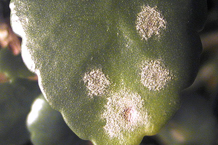 Gray rot