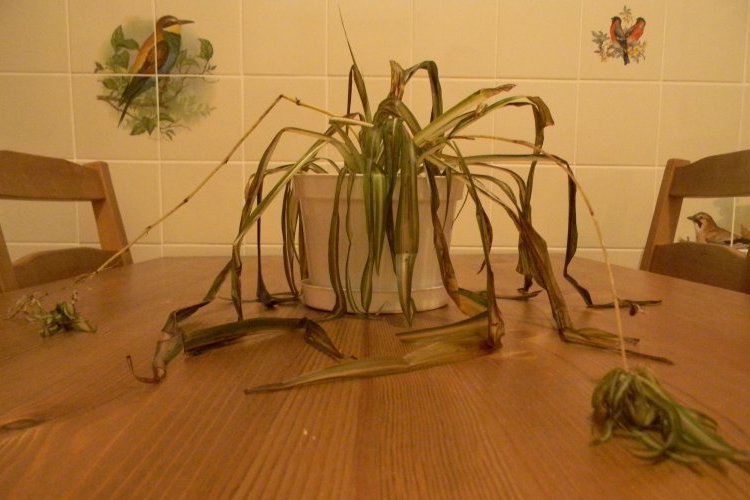 Chlorophytum Disease