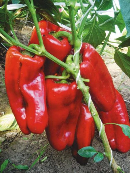 red bull pepper