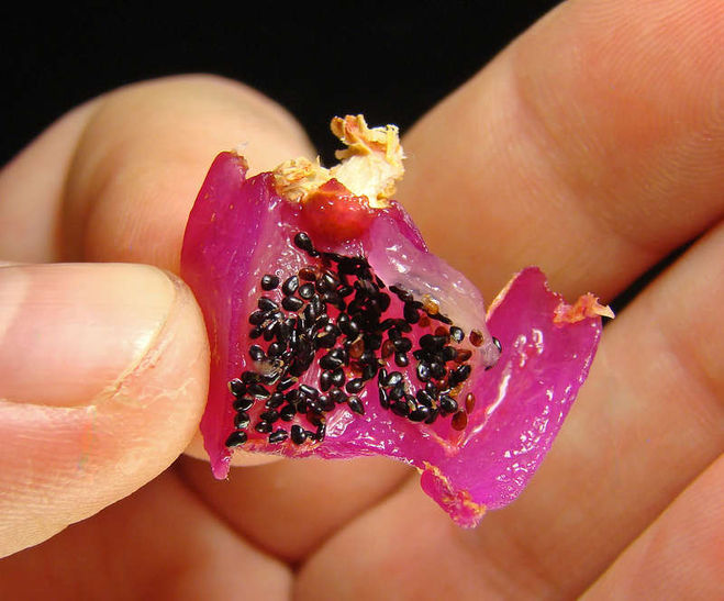 Flower seeds