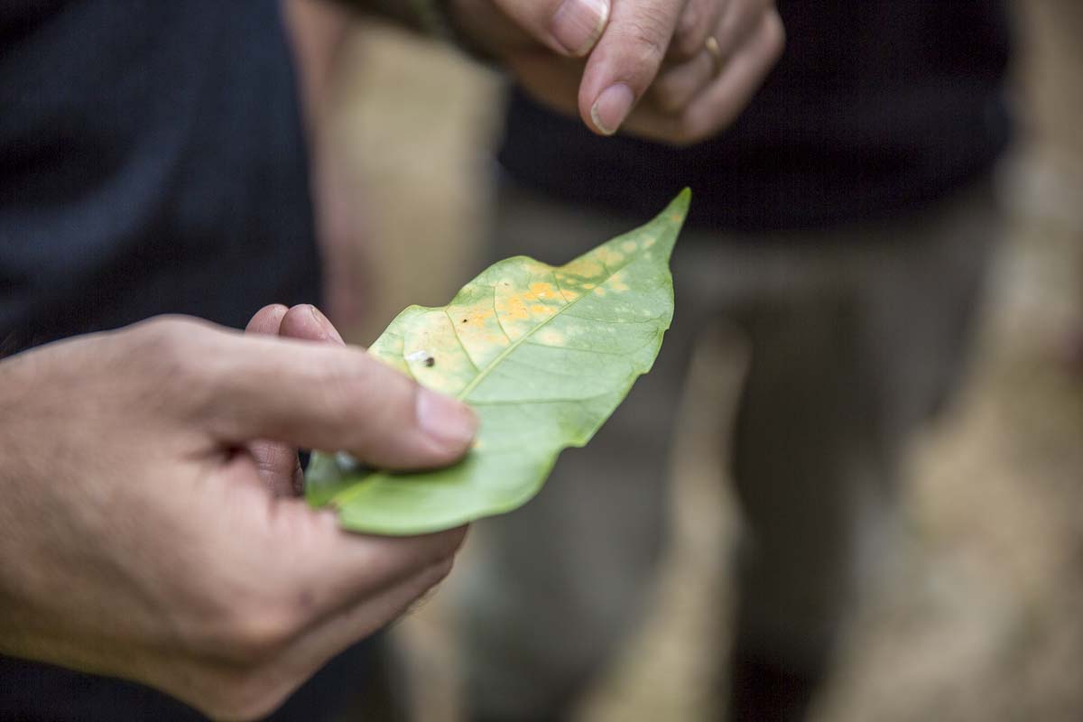 Coffee tree disease