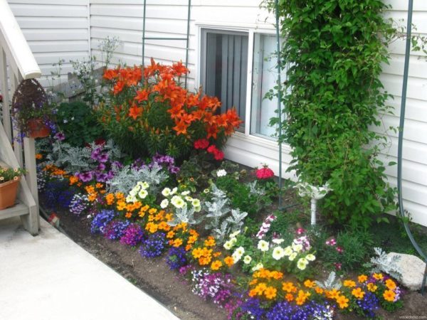flower beds in the country with your own hands