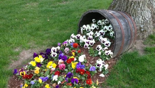 flower beds in the country with your own hands