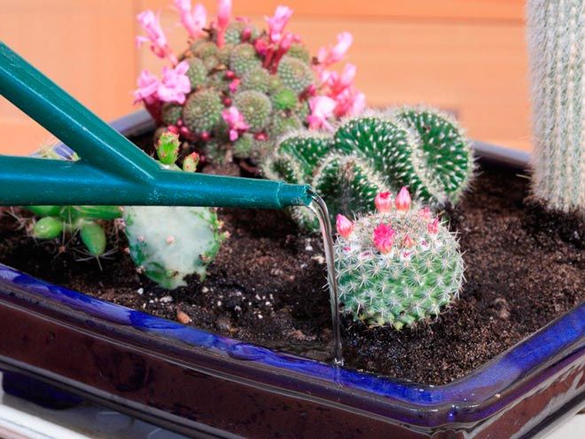 Watering a cactus