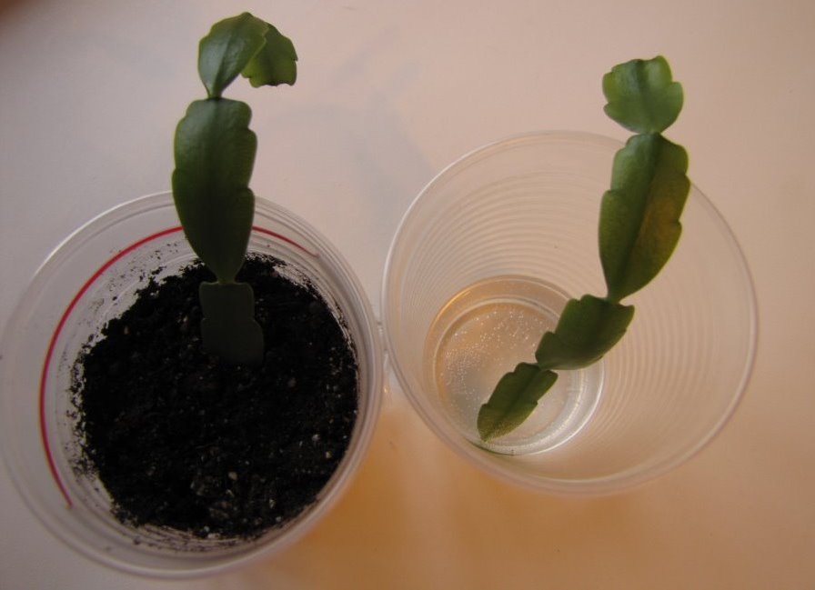 Propagation by cuttings