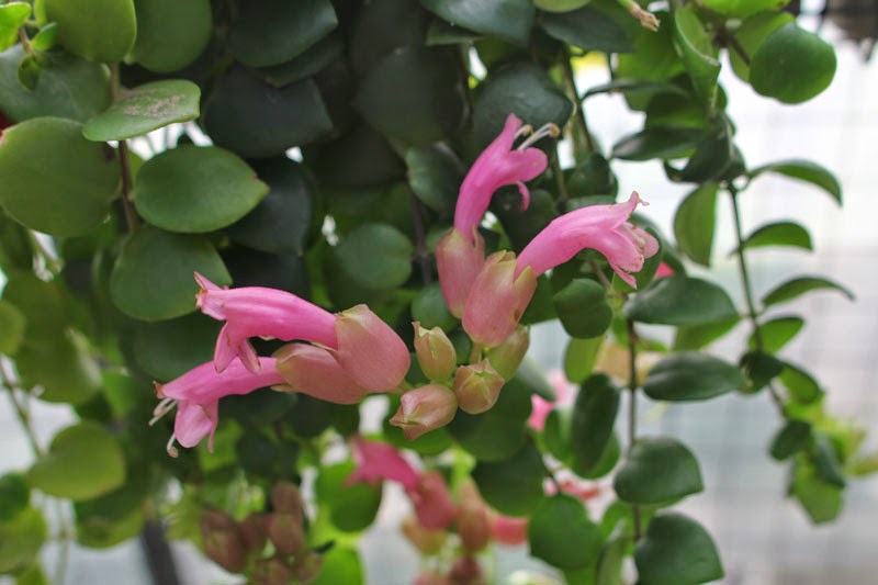 Eskhinantus graceful
