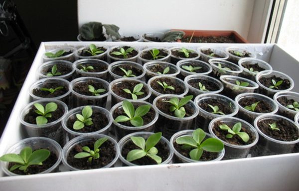 About eustoma