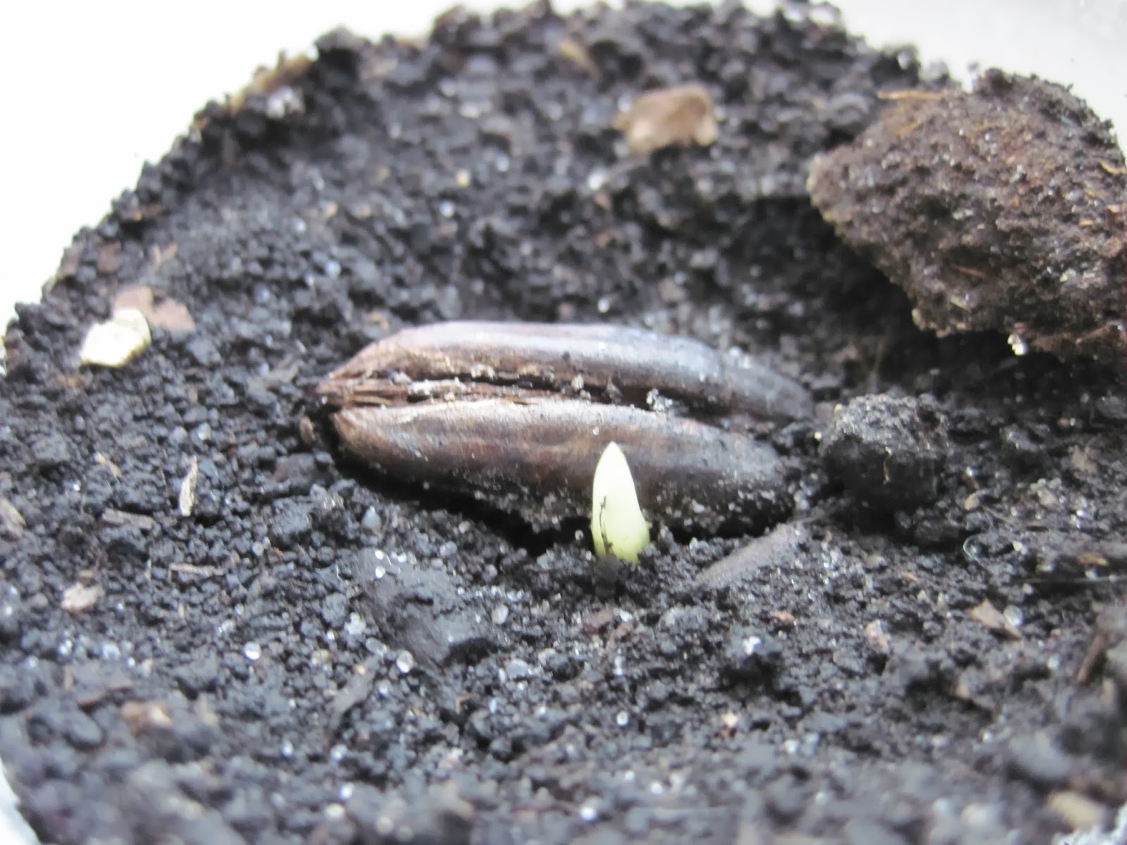 Palm soil