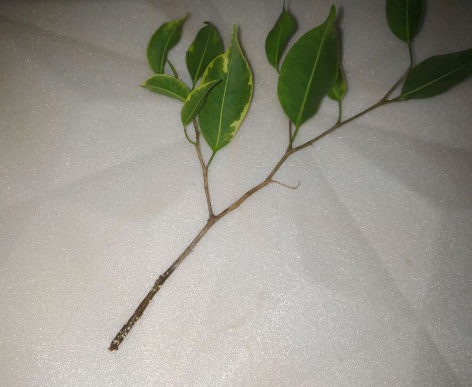 Cuttings