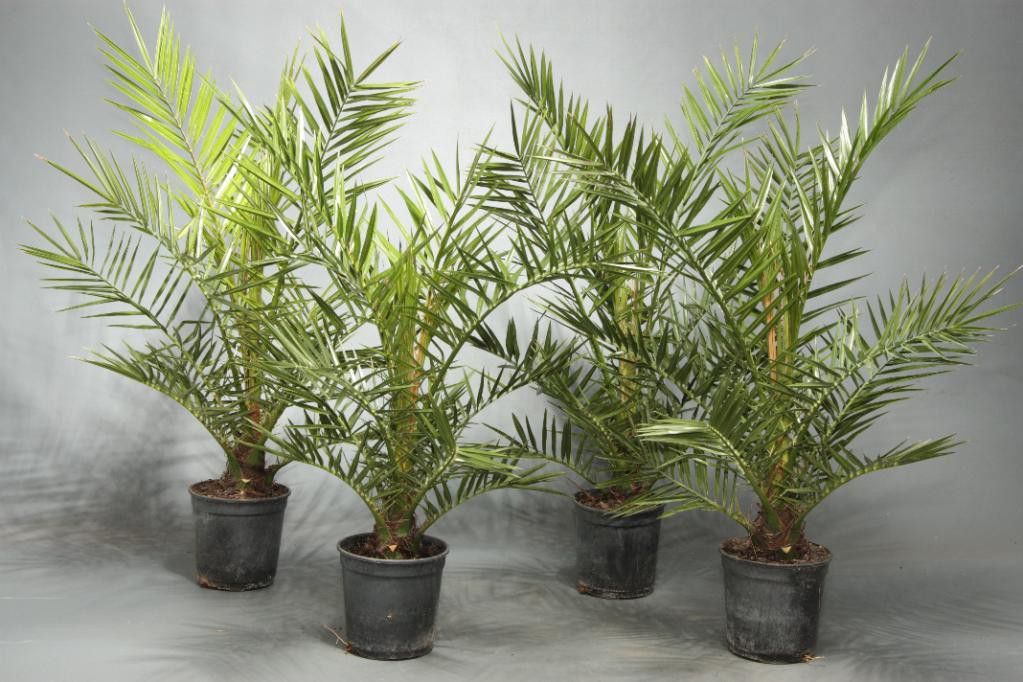 Date palm