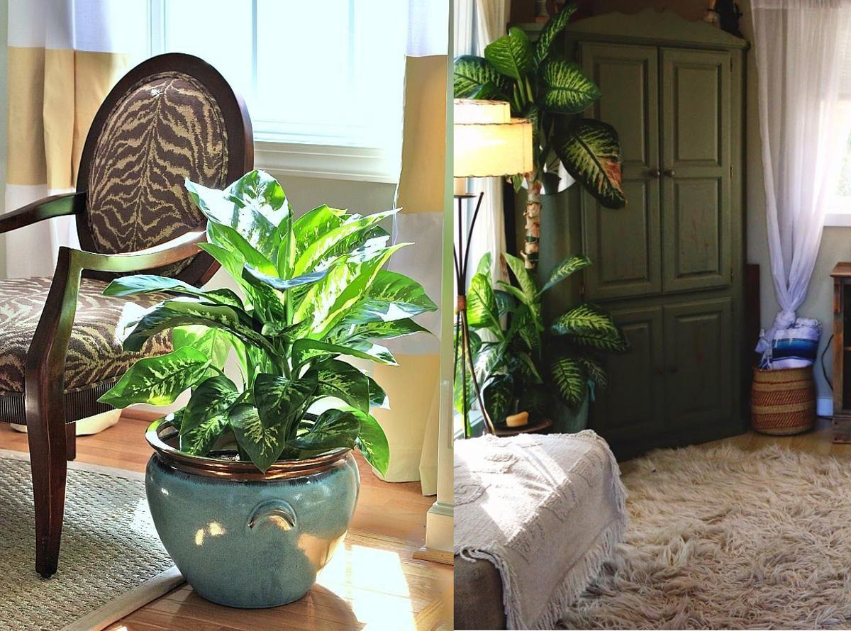Dieffenbachia in the room
