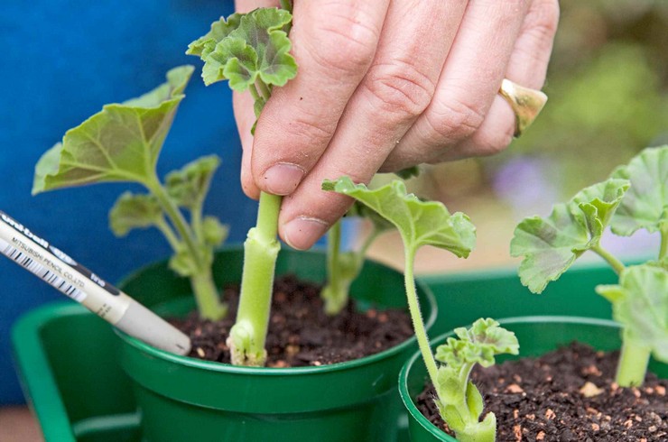 Transplant process