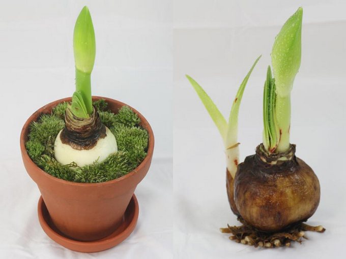 Hippeastrum breeding