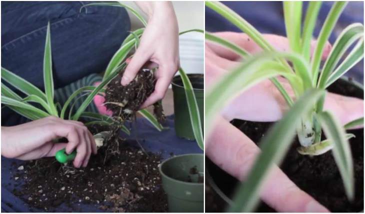 Propagation of chlorophytum by division of the bush
