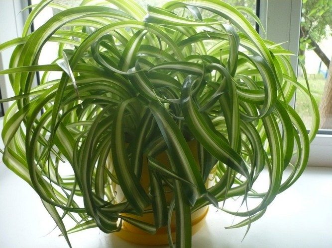 Plant lighting